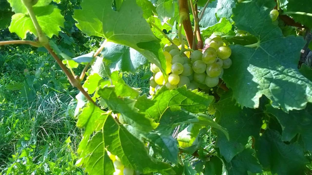 Ferienwohnung In Hahnheim, Rheinhessen エクステリア 写真